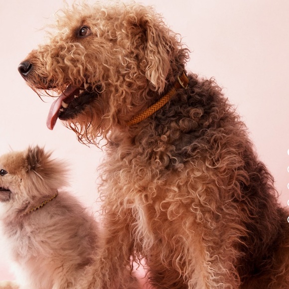 ZARA Dog Collar - Picture 8 of 8